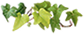 葉